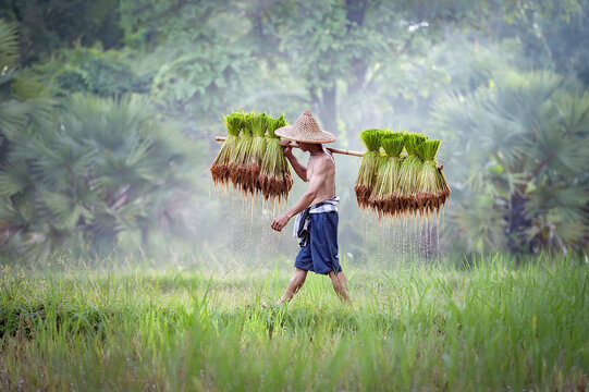 Asian farmer shaking dirt off rice seedlings preparing for planting in green paddy field, Thailand.