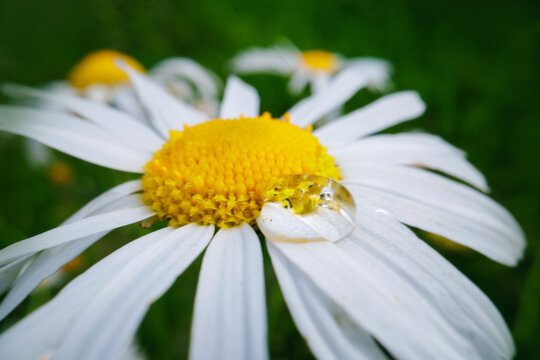 Closeup white daisy flower with bright yellow center and water droplet for nature background floral
