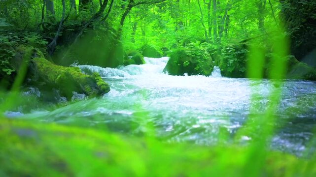 奥入瀬渓流　川　日本　水流
