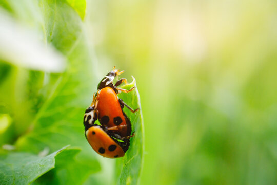 Closeup red ladybug pair on green leaf for nature background and macro insect wallpaper design