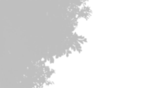 Fern frond silhouette with delicate leaf patterns on transparent background foliage leaves plant botanical flora greenery shadow shape