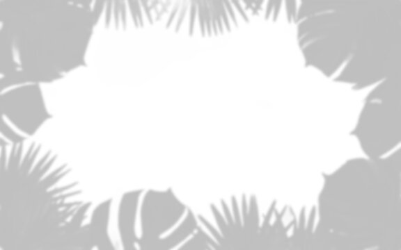 Tropical monstera leaf silhouettes create a shadowed frame on transparent background leaves foliage shadows plantlife botanical jungle greenery