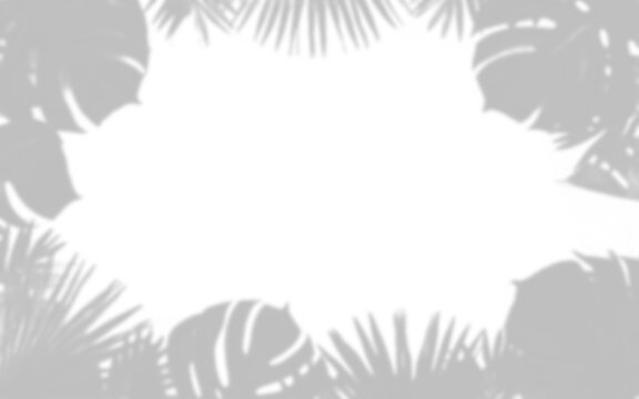 Tropical leaf silhouettes create a shadowed frame on transparent background leaves foliage botanical shadow outline shapes gray monochrome