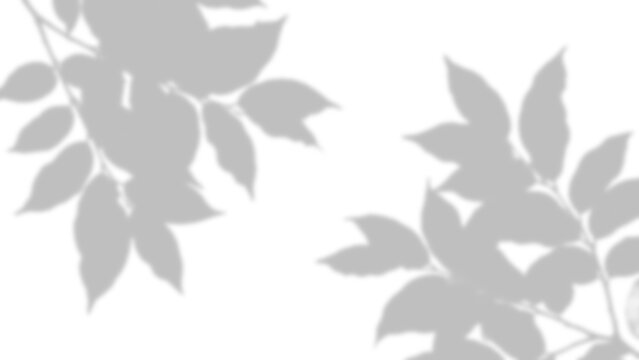 Delicate leaf shadows with blurred edges on transparent background leaves foliage shadow shade silhouette overlay light natural organic