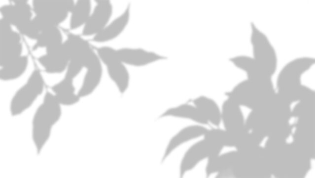 Leaf shadows with delicate foliage a subtle overlay effect on transparent background leaves foliage shadow light shade silhouette