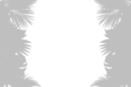 Palm leaf silhouettes with shadow overlay effect on transparent background leaves foliage tropical silhouette gray grey tone toned