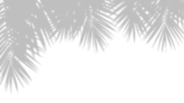 Palm leaf shadows with delicate gradients a botanical overlay effect on transparent background leaves shadow plant foliage tropical
