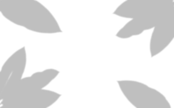 Gray leaf silhouettes arranged in a circular pattern on transparent background leaves foliage botanical plant shadow grey shade
