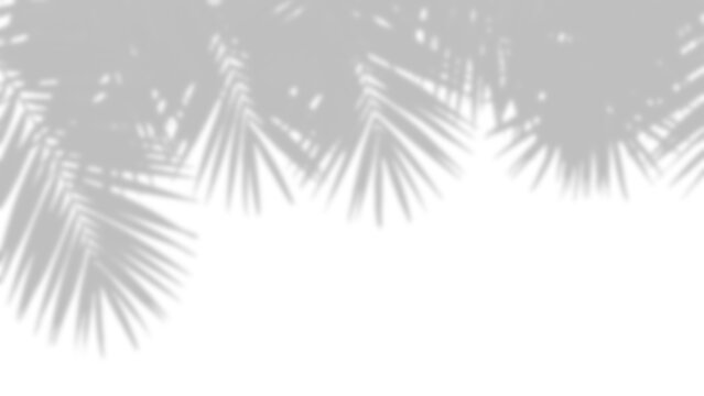 Palm leaf shadows with translucent gradients on transparent background leaves shadow shade foliage botanical plant tropical sunlight light