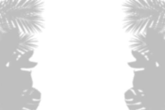 Tropical leaf silhouettes with shadow overlay effect on transparent background foliage leaves silhouette plant flora botanical monstera palm