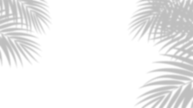 Palm leaf shadows with delicate gradients on transparent background leaves shadow silhouette overlay light shade gradient botanical tropical