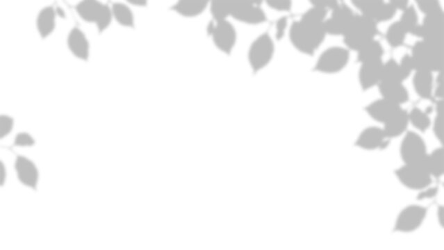 Leaf shadows and foliage overlay effect with delicate shapes on transparent background leaves shadow silhouette light gray tone