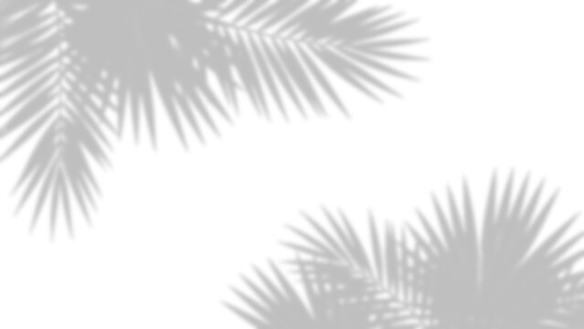 Palm leaf shadows with subtle gradient on transparent background leaves shadow silhouette botanical foliage plant tropical nature light