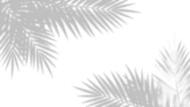 Palm leaf shadows with delicate patterns on transparent background leaves foliage shadow silhouette light shade tropical botanical plant