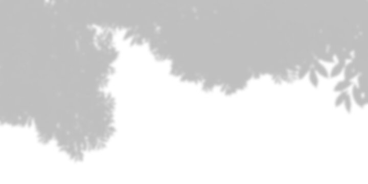 Gray tree branch silhouette with delicate foliage presented as a shadow overlay on transparent background foliage grey leaf