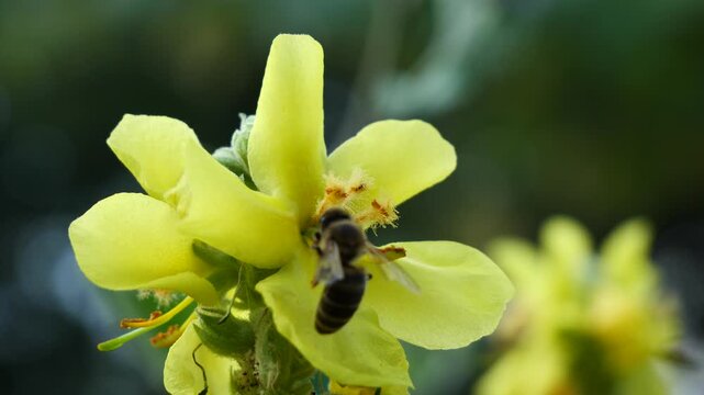 A bee collects pollen and nectar from the flowers of the common mullein.
The medicinal plant Mullein grows in forest edges, slopes, and dry meadows.