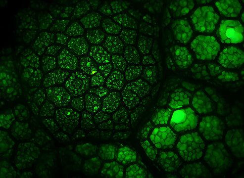 Microscopic fluorescence photography of plant cell wall structure showing glowing green chloroplasts
