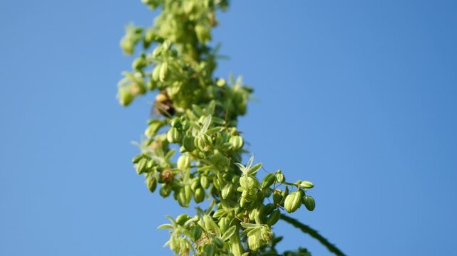 A bee collects nectar from hemp flowers.
This is industrial hemp - Cannabis sativa L. It is used to produce fabric, rope, paper...
