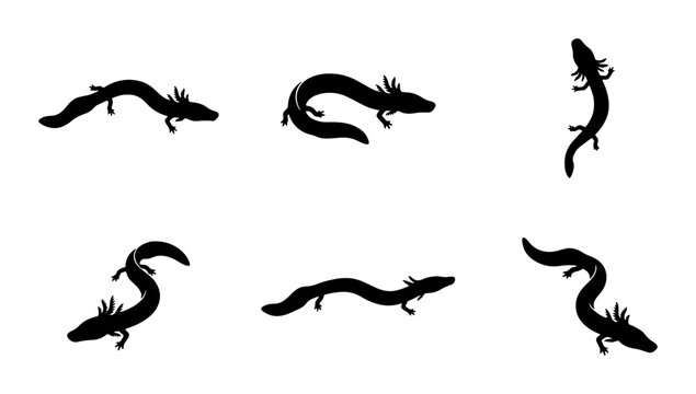 Axolotl Silhouettes, Aquatic Salamander Vector Icons, Cute Amphibian Graphics