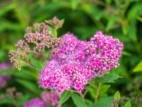 Flowers of Spiraea japonica double play pink, the Japanese meadowsweet, Japanese spiraea or Korean spiraea. It is a plant in the family Rosaceae.