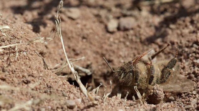 A Bee Wolf, Philanthus triangulum, a large species of Solitary Wasp, dragging a paralysed Honey Bee into its burrow. Summer. UK