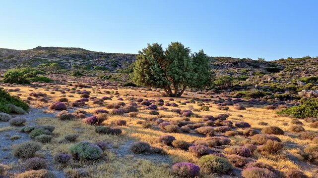 Mediterranean phrygana landscape with blooming wild thyme and old juniper tree near Elafonisi beach in Crete, Greece