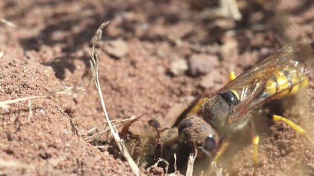 A Beewolf, Philanthus triangulum, preparing to bury a paralysed Honey Bee in its burrow. Lowland Heath. Summer. UK