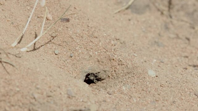 A Bee Wolf, Philanthus triangulum, dragging a paralysed bee into its burrow. Summer. UK
