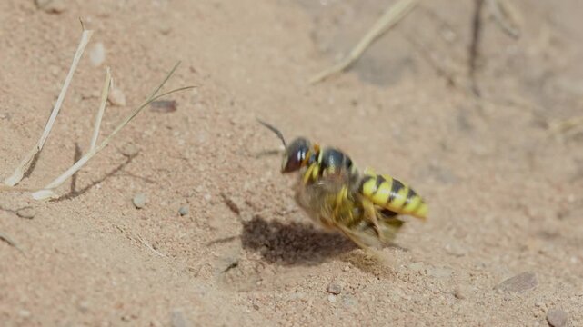 A Bee Wolf, Philanthus triangulum, preparing to bury a bee it has paralysed. Summer. UK