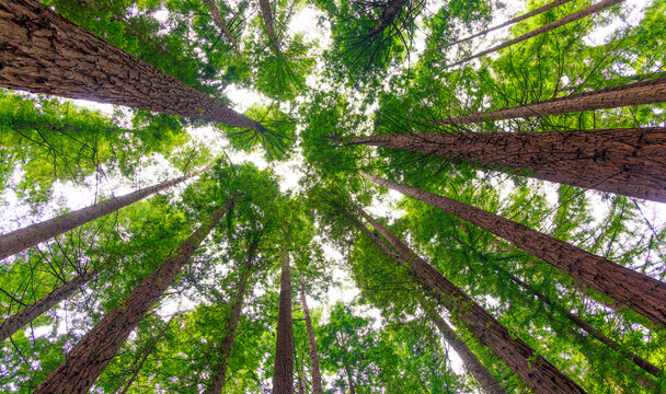 Low angle view looking up at tall green redwood trees reaching skyward in lush forest, sequoia