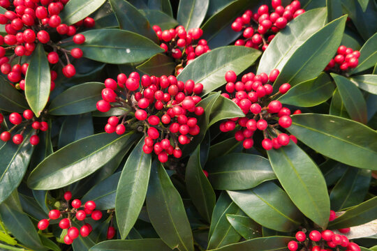 Top view of red berries of Skimmia Reevesiana shrub plant
