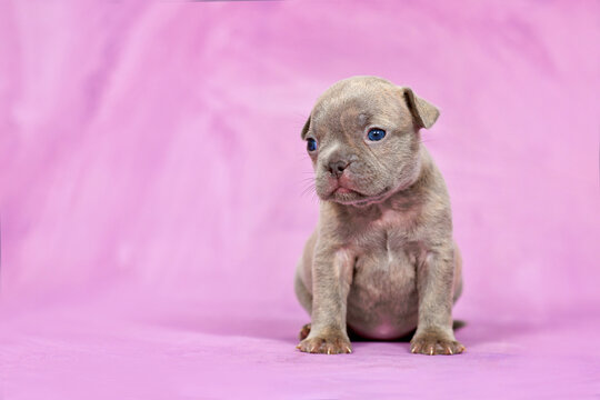 Four weeks purebred young Lilac Brindle French Bulldog puppy with healthy long nose in front of pink studio background