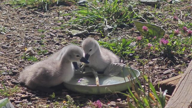 Close-up wildlife footage of three newly hatched mute swan cygnets drinking water from a shallow dish. Charming spring scene showing natural behavior during the first days of life