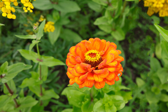 Blooming orange zinnia flower in summer cottage garden. Beautiful vibrant blossom with yellow core and green leaves background. Natural botanical close up view for organic gardening and environment