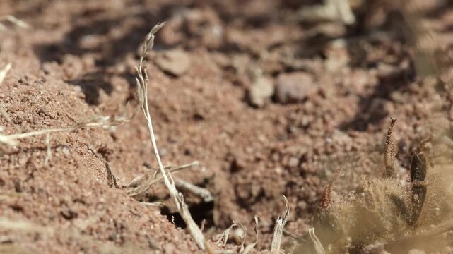 A Bee Wolf, Philanthus triangulum, uncovering its burrow to bury a paralysed Honey Bee. Heathland. Summer. UK