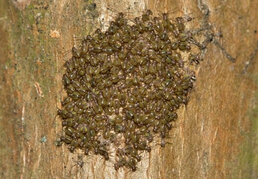 Common Barklouse colony Cerastipsocus venosus nymph insects on Crepe Myrtle tree.	