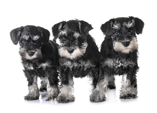 puppies miniature schnauzer