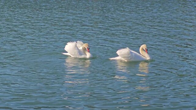 Two male mute swans engage in a territorial dispute on the water during the breeding season. Natural wildlife behavior showing aggression, dominance, and defense of territory