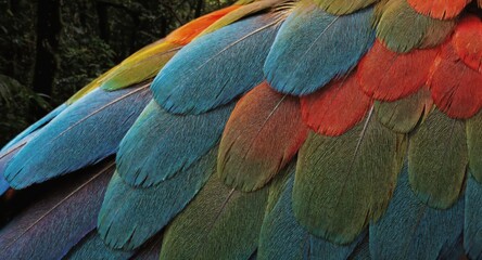 Obraz premium Close up colorful parrot wing feathers detailed texture tropical bird plumage vibrant pattern macro nature study exotic wildlife