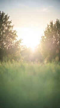 Golden sunset light filtering through green trees and tall grass in a peaceful summer field.