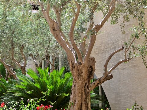 Mediterranean Olive Tree in a Sunny Resort Garden
