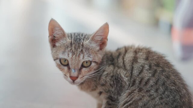 4K Closeup portrait shot of a cute little kitten staring at the camera while licking its face at Rural india. Cute kitten background with copy space. Household pet background. 