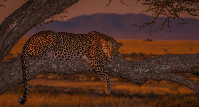 Leopard resting on thick tree branch in savanna at dusk, relaxed pose with hanging limbs, warm golden light and distant mountains creating tranquil wildlife scene.