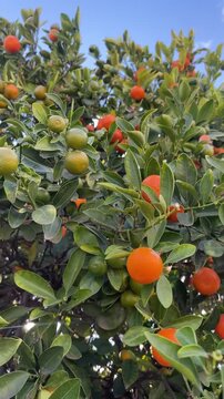 Ripe Kumquat Citrus Fruits Growing on Tree Branches in Bright Sunlight, Fresh Orange and Green Fruits Swaying in Breeze, Healthy Mediterranean Orchard, Organic Harvest Close Up