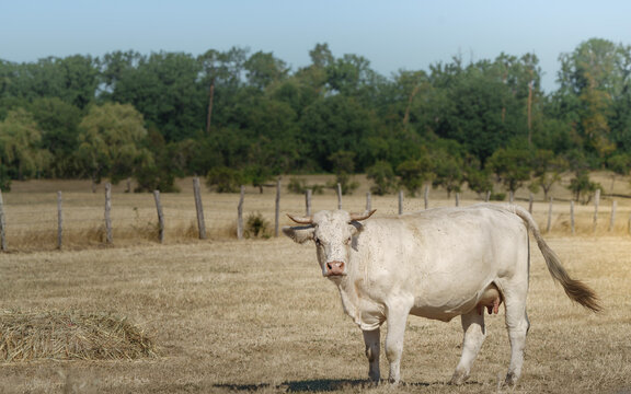 vache envahi par les moustiques sous le soleil d'&eacute;t&eacute; dans le parc