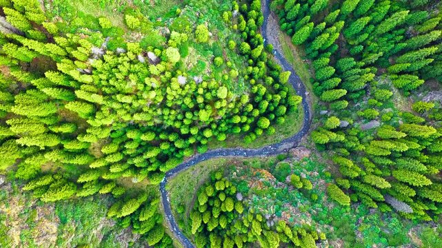 Winding stream cutting through dense conifer forest and green hillside, captured from above in Xinjiang, China, offering a natural landscape backdrop for travel and conservation themes.