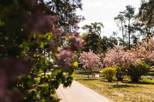 Scenic spring park landscape with blooming pink cherry trees and sunny walkway.