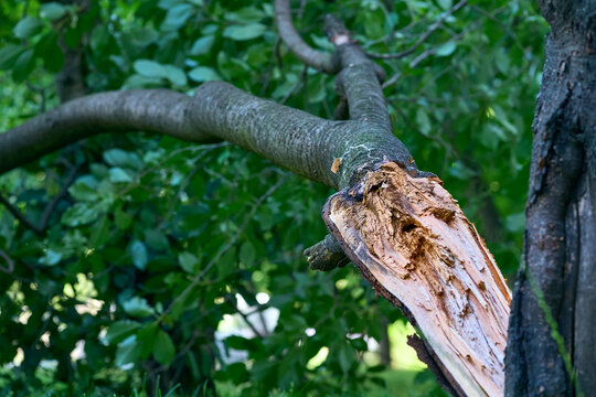 Fallen broken tree felled by a strong storm 