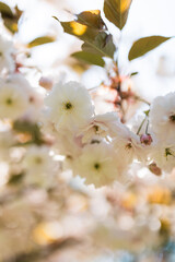 White sakura flowers with young spring leaves illuminated by gentle sunlight. © Olga