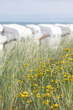 Yellow wildflowers and dune grass frame blurred white beach chairs beside calm Baltic Sea. Soft focus, pastel tones, coastal breeze and copy space evoke peaceful summer vacation on Ostsee coast